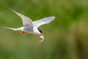 Common tern.jpg